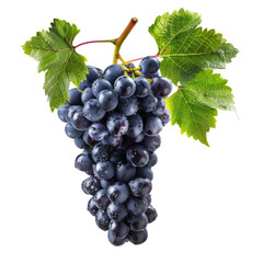 Tasty Syrah Grapes Isolated On Transparent Background 
