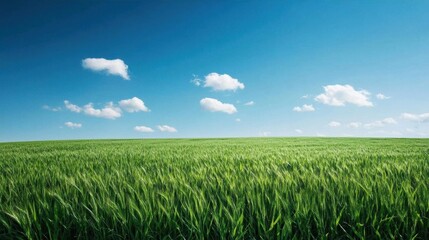 Fototapeta premium A serene landscape featuring lush green grass under a clear blue sky.