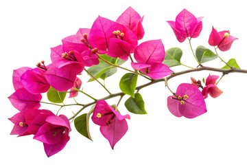 Fototapeta premium pink orchid isolated on white