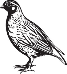 Fototapeta premium Quail bird silhouette black style with white background vector illustration.
