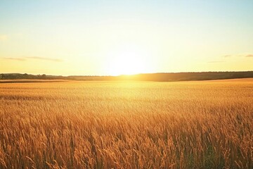 Obraz premium A serene sunset over a golden wheat field, capturing nature's beauty.