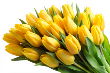 yellow tulips on white background