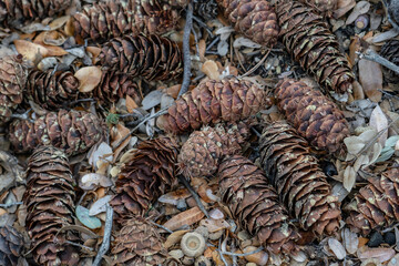 Pseudotsuga macrocarpa, bigcone spruce or bigcone Douglas-fir, San Gabriel Mountains, Los Angeles County, California. Angeles National Forest / San Gabriel Mountains National Monument. Mount Wilson.

