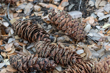 Pseudotsuga macrocarpa, bigcone spruce or bigcone Douglas-fir, San Gabriel Mountains, Los Angeles County, California. Angeles National Forest / San Gabriel Mountains National Monument. Mount Wilson.

