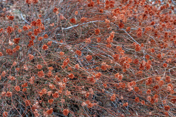 Eriogonum fasciculatum is a species of wild buckwheat. California buckwheat and flat-topped buckwheat.  Los Angeles County, California.  San Gabriel Mountains National Monument. Mount Wilson