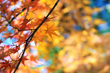 Generated imagBeautiful colors of autumn. Beautiful autumn colors of a Japanese garden . Red and yellow Japanese maple on stone pavement. Colorful spectrum of autumn colors. Shallow depth of field.e