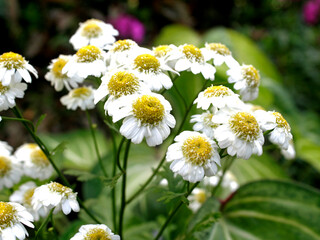 Tanacetum parthenium (Tanacetum parthenium) is a herbaceous shrub that is very commonly grown decoratively for its daisy-like flowers that grow in clusters and attract bees, birds and butterflies.
