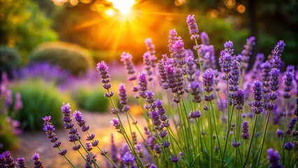 Obraz premium Captivating Lavender Plant in a Serene Garden Setting Embracing Nature's Beauty and Tranquility with Lush Blooms and Vibrant Colors for Relaxation and Peace of Mind