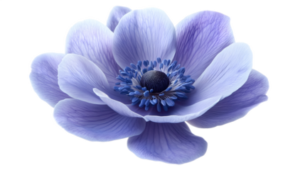 Blue anemone flower on a transparent background. isolated background.