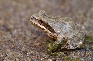 Fototapeta premium Closeup on a lightbrown Pacific tree frog, Pseudacris regilla sitting on the ground