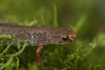 Closeup on an adult Foer-toed salamander, Hemidactylium scutatum in green moss