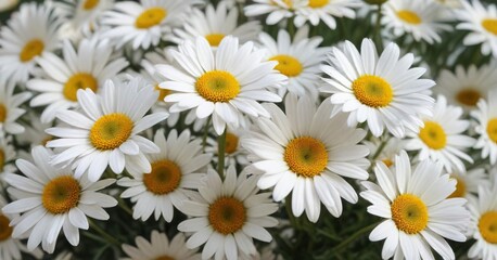 Close-up of a cluster of white daisies with yellow centers, wildflowers, garden, botanical