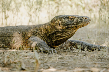 Komodo Dragon