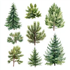 Watercolor Illustration of Norway Spruce from Top View on White Background, ideal for botanical, gardening, and nature-themed designs Generative AI