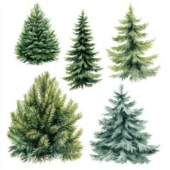 Watercolor Illustration of Norway Spruce from Top View on White Background, ideal for botanical, gardening, and nature-themed designs Generative AI