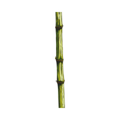 Fototapeta premium Part of a segmented bamboo stem.