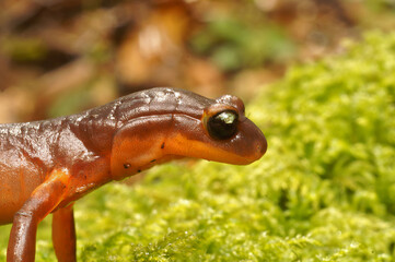 Closeup on a Yellow-eyed Ensatina - Ensatina eschscholtzii xanthoptica salamander on green moss