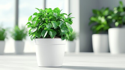 Fototapeta premium A vibrant green potted plant in a white pot, set in a bright room with more greenery in the background, creating a fresh and inviting atmosphere.