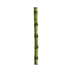 Bamboo plant stalk color sketch, vector hand drawn Asian nature floral design element, East forest Bamboo stem stick