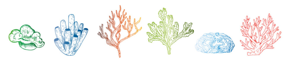 Vector red coral. Hand painted line reef sketch. Graphic tropical clip art isolated on background. Underwater illustration. For designers, invitations, decoration, postcards, wrapping paper © Natalia