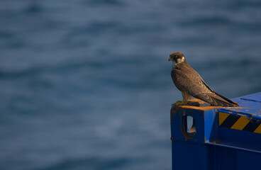 Falcon watching from the top