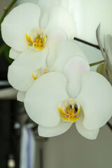 Elegant white Phalaenopsis orchid blooms displaying perfect symmetry with yellow centers in soft focus. Close-up macro photograph of pure moth orchids showing delicate petal structure