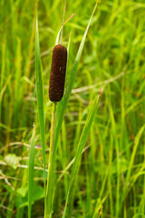 Single brown cattail reed standing tall among vibrant green marsh grass. Close-up nature photograph of mature Typha latifolia seedhead in natural wetland habitat