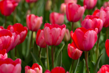 Fototapeta premium Tulips in a vibrant spring field in the Netherlands. Blooming spring flowers. Tulips flower in garden. Spring flowers blooming in the garden. Field of tulips. Spring flowers.
