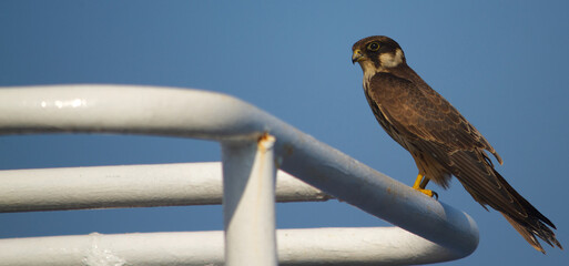 Falcon watching from the top