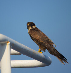 Falcon watching from the top