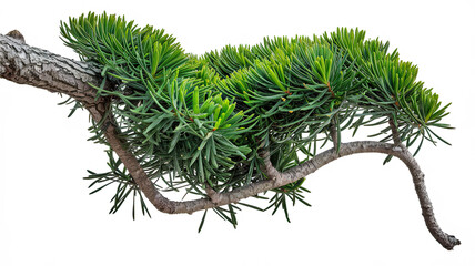 Twisted Tree Branch with Vibrant Green Needle-Like Leaves, Diagonally Extending Downwards, Lush and Full Appearance, Grayish Textured Bark, Isolated on White Background for Contrast and Detail