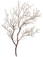 Obraz premium Kentucky Coffeetree Branching Pattern Watercolor Illustration, potential usecase for botanical education or nature-inspired design Generative AI