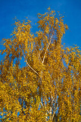 Stunning Yellow Autumn Birch Tree Reaching Towards Clear Blue Sky. Natural Fall Photography of Silver Birch with Golden Leaves and White Bark