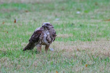 Majestic hawk on grassy field