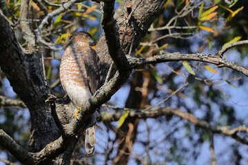 Hawk perched on tree branch in forest.