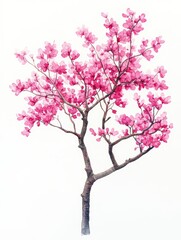 Obraz premium Eastern Redbud Tree Side Elevation with Canopy Depth, Watercolor Illustration for Garden Design or Botany Studies Generative AI