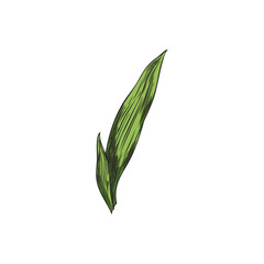 Bamboo leaf color sketch, vector hand drawn Asian nature floral design element, East forest plant green foliage isolated