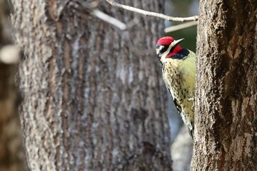 Red-capped woodpecker on tree trunk.