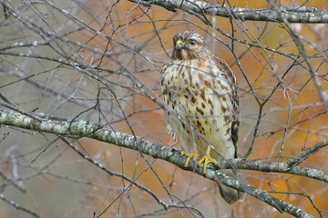 Hawk perched on branch with autumn backdrop.