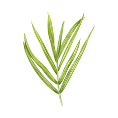 Fototapeta premium Yellow green palm leaf watercolor hand drawn illustration. Simple tropical howea or areca twig elongated leaves. Floral exotic element for summer package design, label, bouquet decor. Top view