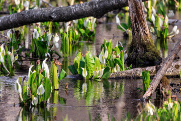 北海道安平町、可憐に咲く水芭蕉【4月】