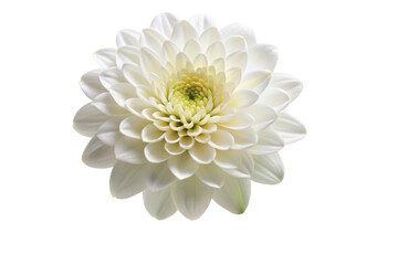 white chrysanthemum isolated on white