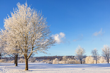 Frosty trees a cold winter day in a park