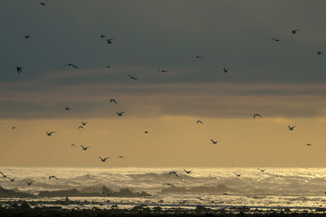 A flock of terns flying alongs the coast at Rasperpunt Agulhas (L'Agulhas) Overberg, Western Cape. South Africa