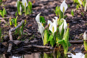 北海道安平町、可憐に咲く水芭蕉【4月】
