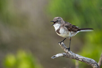 A Cape wagtail or Wells's wagtail (Motacilla capensis) perched on a tree branch. Agulhas (L'Agulhas), Overberg, Western Cape. South Africa