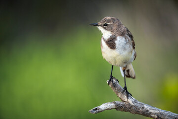 A Cape wagtail or Wells's wagtail (Motacilla capensis) perched on a tree branch. Agulhas (L'Agulhas), Overberg, Western Cape. South Africa
