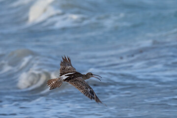 An Eurasian whimbrel, white-rumped whimbrel or common whimbrel (Numenius phaeopus) flying over water. Agulhas (L'Agulhas), Overberg, Western Cape. South Africa