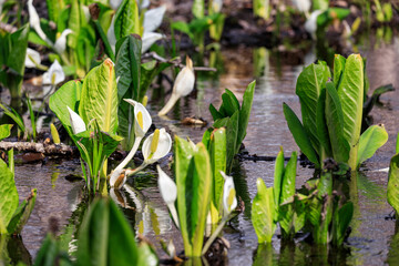 北海道安平町、可憐に咲く水芭蕉【4月】