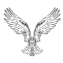 vector sketch of a flying eagle flapping its wings